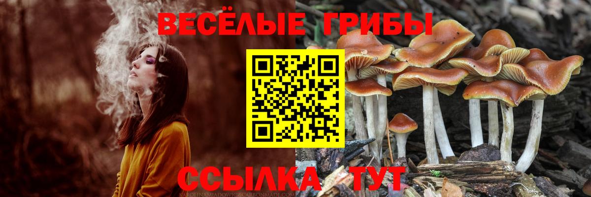 Псилоцибиновые грибы мицелий Улан-Удэ